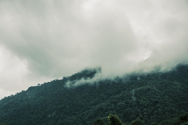 Floresta de pinheiros na estação chuvosa com denso fundo de neblina para histórias sobre naturexA