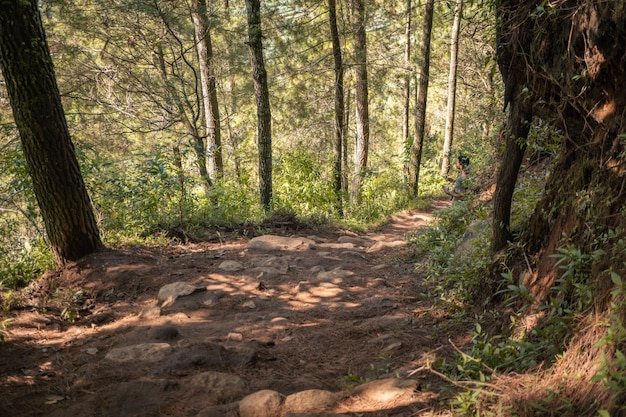 Floresta de pinheiros na primavera que na pista para caminhadas na montanha