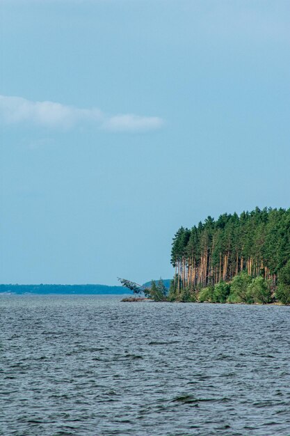 Floresta de pinheiros nas margens do rio Volga