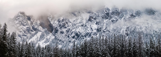 Floresta de pinheiros nevada no inverno