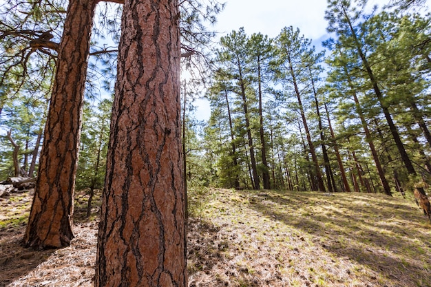 Floresta de pinheiros no Grand Canyon Arizona