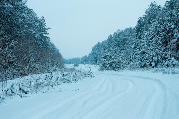 Floresta de pinheiros no inverno. Estrada rural coberta de neve