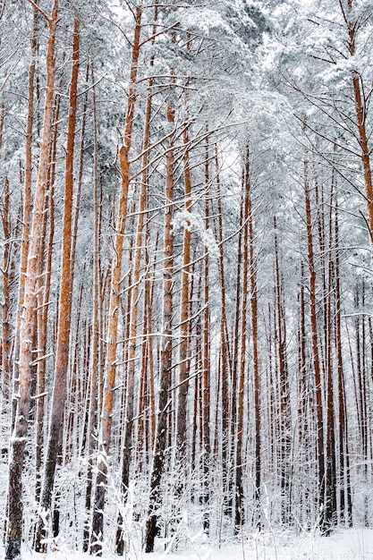 Floresta de pinheiros no inverno. Pinheiros na neve. Paisagem de inverno