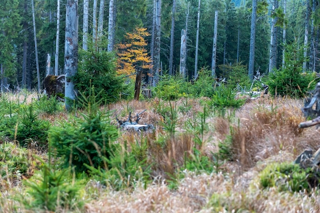 Floresta de pinheiros no outono com grama seca na encosta da montanha em uma reserva natural