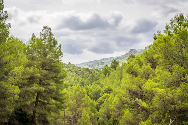 Floresta de pinheiros no pântano de guadalest em um dia com nuvens cinzentas, alicante, espanha.