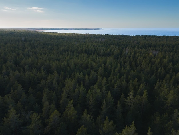 Floresta de pinheiros perto do mar em um dia de primavera em Kaberneeme foto de cima de um drone