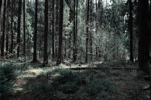 Floresta de pinheiros. profundidades de uma floresta. viagem por caminhos na floresta. árvores sem folhagem no início da primavera. caminhando pela reserva.