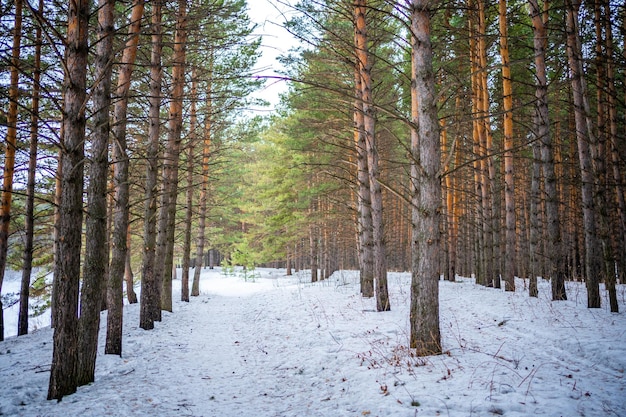 Floresta de pinheiros siberianos perto de kemerovo sibéria rússia