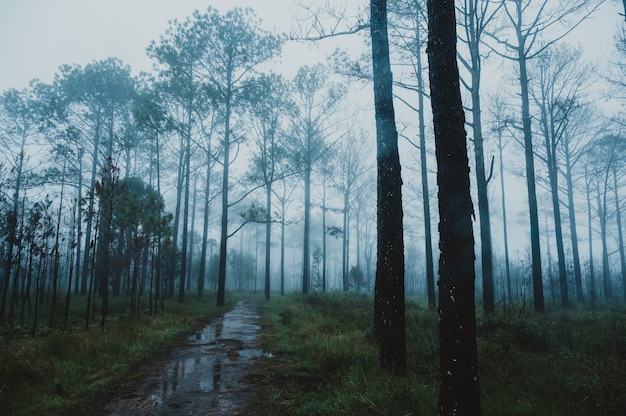 Floresta de pinheiros tropicais perenes com neblina e névoa, Parque Nacional de Phu Kradueng, Tailândia