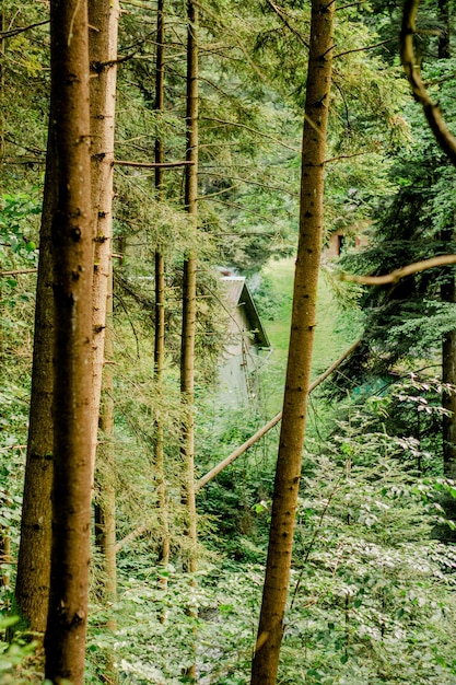 Floresta de pinheiros verdes, montanhas dos Cárpatos ucranianos