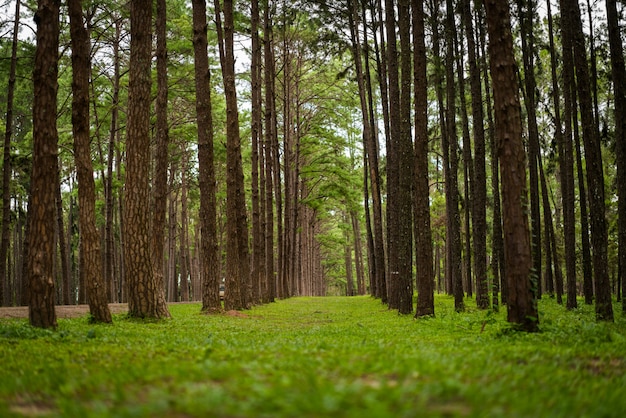 Floresta de pinheiros