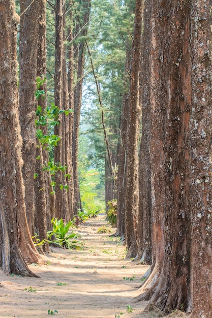 Floresta de pinheiros.