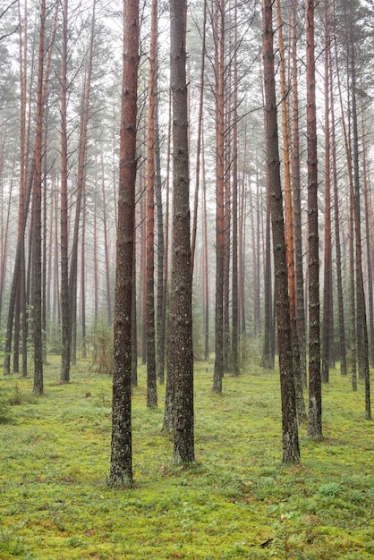 floresta de pinheiros