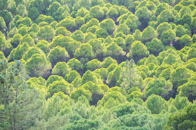 floresta de pinheiros