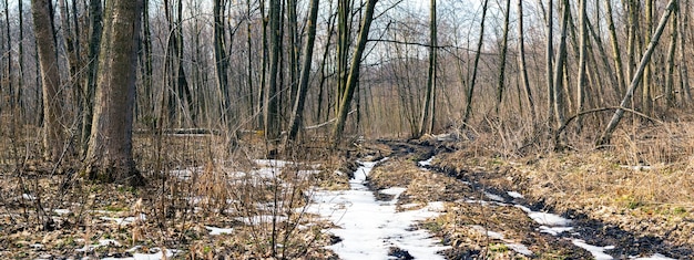 Floresta de primavera com neve derretida na estrada, panorama