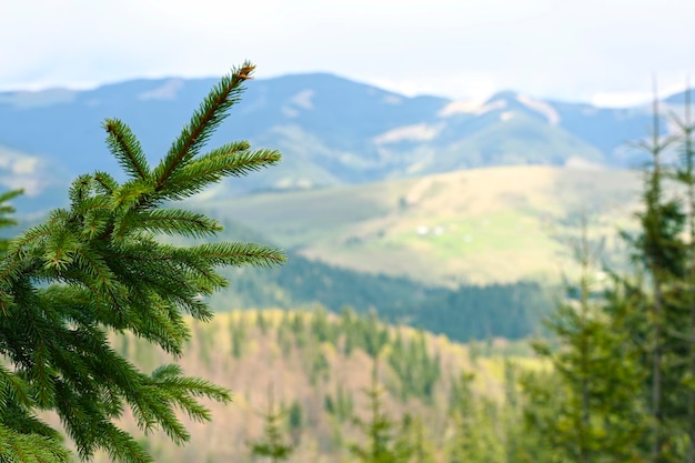 Floresta de primavera nas encostas das montanhas