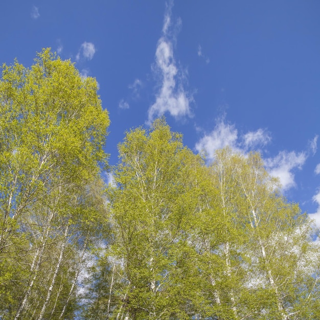 Floresta de primavera no fundo do céu azul, vista para cima