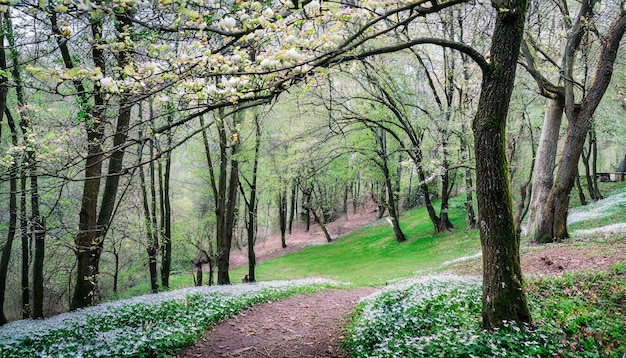 Floresta de primavera tranquila com árvores em flor