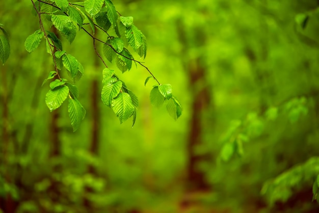 Floresta de primavera verde com galho de árvore em foco, plano de fundo sazonal natural ao ar livre.