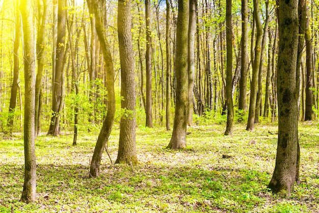 Floresta de primavera verde com novas folhas verdes nas árvores e raios de sol