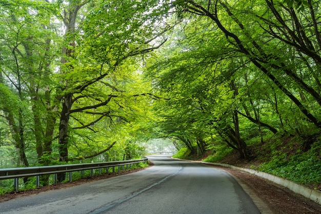 Floresta de Sabaduri no verão, um belo lugar no norte de Tbilisi