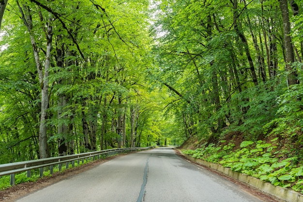 Floresta de Sabaduri no verão, um belo lugar no norte de Tbilisi