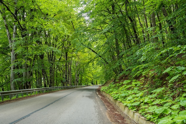 Floresta de Sabaduri no verão, um belo lugar no norte de Tbilisi