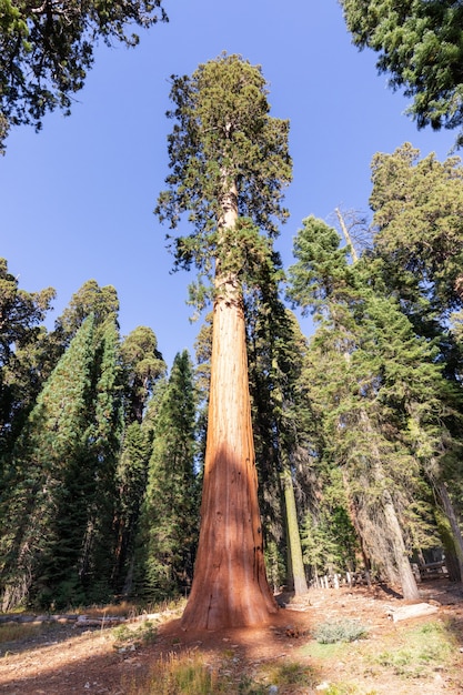 Floresta de sequóia gigante ao sol