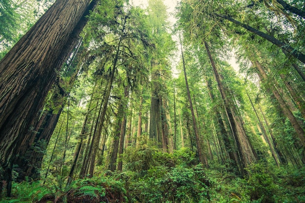 Floresta de sequóias gigantes Norte da Califórnia Estados Unidos Paisagem florestal