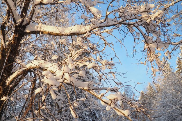 Floresta de taiga mista no inverno em clima claro e gelado após fortes nevascas graus de temperatura do ar