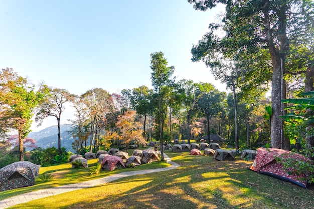 Floresta de tendas no Parque Nacional Doi Suthep chiangmai Tailândia