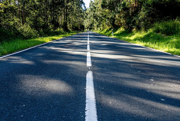 Floresta de travessia de estrada asfaltada com céu azul no verão