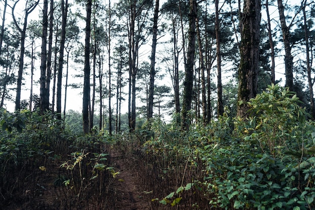 Floresta de verão e a estrada para a floresta, musgo na árvore