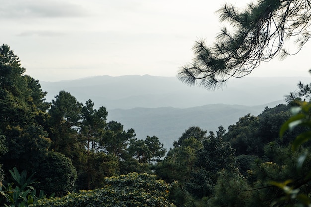 Foto floresta de verão e a estrada para a floresta, musgo na árvore