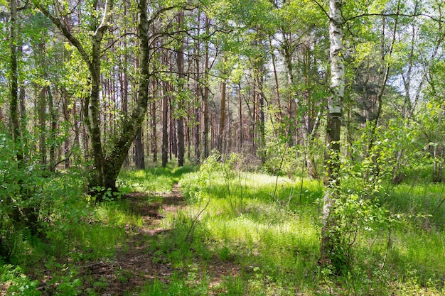 Floresta de verão em um dia ensolarado