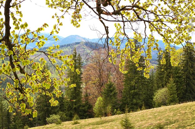 Floresta de verão nas encostas das montanhas