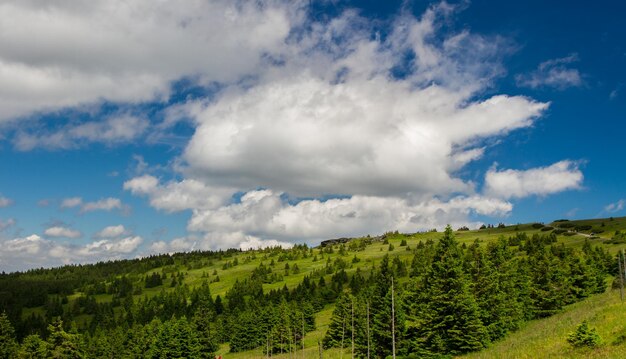 Floresta de verão nas montanhas