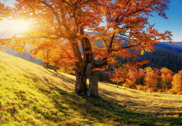 Floresta de vidoeiro na tarde ensolarada durante a temporada de outono