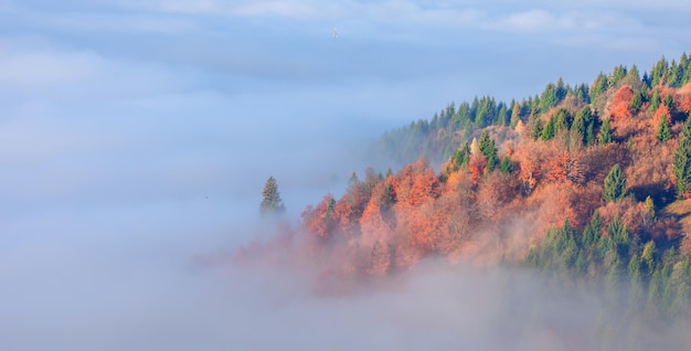 Floresta decídua alpina do outono acima das nuvens Vista de drone.