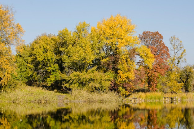 Floresta decídua de outono refletida no rio
