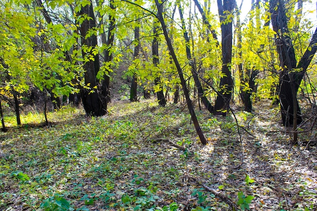 Floresta decídua no outono