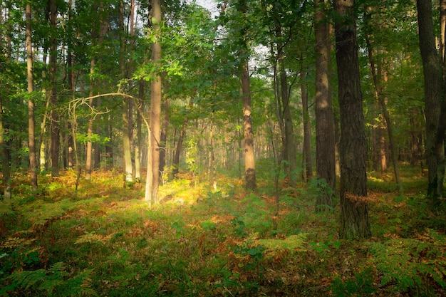 Floresta decídua verde e vista de verão da luz solar