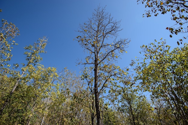 Floresta decídua