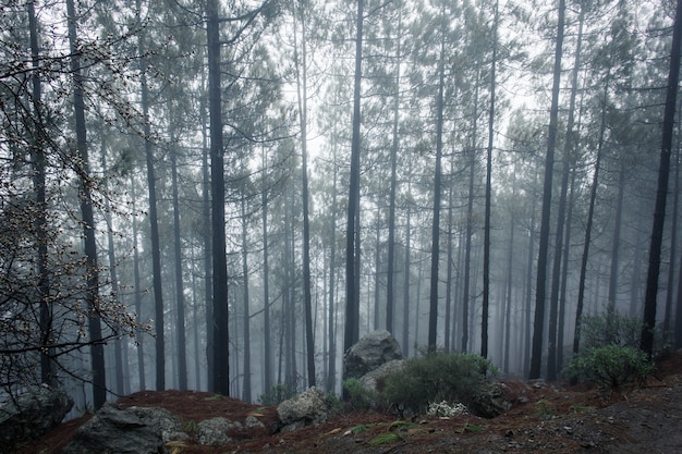 Floresta densa com árvores altas e finas sob forte neblina Atmosfera úmida na área de fundo da floresta