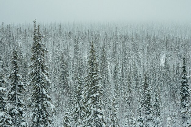 Floresta densa de abetos coberta de neve.