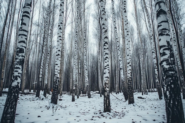 Foto floresta densa de bétulas nuas no inverno