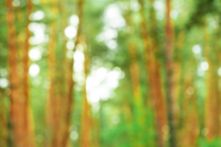 Foto floresta desfocada da natureza. fundo de vegetação de folhagem natural. eco natureza