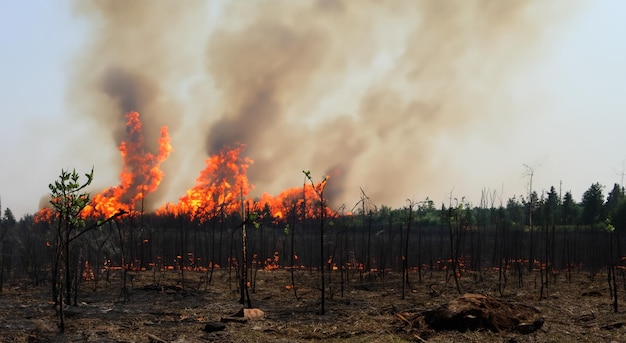 Floresta destruída por incêndio que queimou tudo em alta resolução