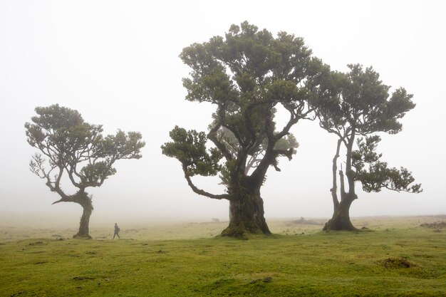 Floresta do Fanal na Madeira