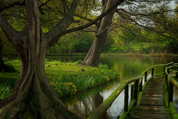 floresta do lago